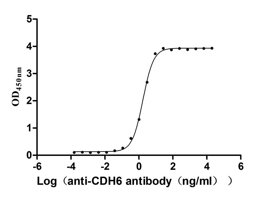 Recombinant Rat Cadherin-6(Cdh6), partial (Active)