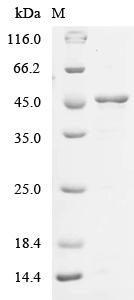 Recombinant Human Carcinoembryonic antigen-related cell adhesion molecule 1 (CEACAM1), partial
