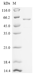 Recombinant Mouse Glutamate receptor 1 (Gria1), partial
