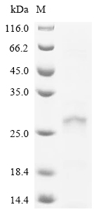 Recombinant Human papillomavirus type 16 Protein E6 (E6)