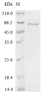 Recombinant Human Cytochrome P450 3A7 (CYP3A7)