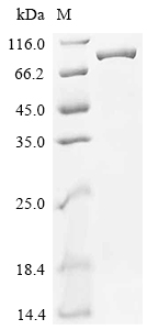 Recombinant Mouse Phosphatidylinositol 3-kinase regulatory subunit alpha (Pik3r1)