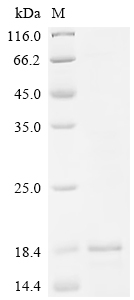 Recombinant Human Apoptosis-associated speck-like protein containing a CARD (PYCARD), Partial