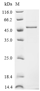 Recombinant Human Gastric triacylglycerol lipase (LIPF)