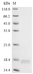 Recombinant Vaccinia virus Protein C15/B21