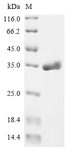 Recombinant Pantoea stewartii subsp. stewartii Transcriptional activator protein esaR (esaR)