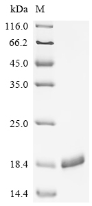 Recombinant Enterobacteria phage 933W Shiga-like toxin 2 subunit B (stxB2)