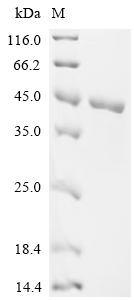 Recombinant Mouse Glycerol-3-phosphate dehydrogenase [NAD (+)], cytoplasmic (Gpd1)
