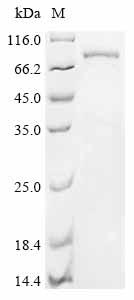Recombinant Pig Protocadherin beta 7 (PCDHB7), partial