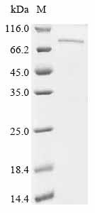 Recombinant Mouse Protocadherin beta 7 (Pcdhb7), partial