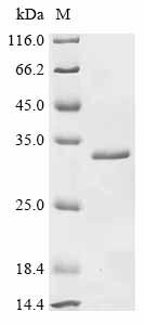 Recombinant Mouse Alpha-crystallin A chain (Cryaa)