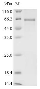 Recombinant Human SPARC-related modular calcium-binding protein 2 (SMOC2)
