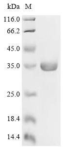 Recombinant Epstein-Barr virus Protein BMRF2 (BMRF2), partial
