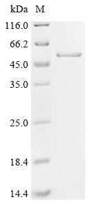 Recombinant Shigella flexneri Cysteine protease-like VirA (virA)