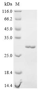 Recombinant Mouse Myosin regulatory light chain 2, ventricular/cardiac muscle isoform (Myl2)