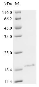 Recombinant Kukulcania hibernalis Omega-filistatoxin-Kh1a