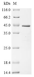 Recombinant Mouse LIM and SH3 domain protein 1 (Lasp1)