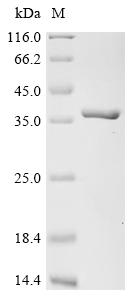 Recombinant Mouse 14-3-3 protein eta (Ywhah)