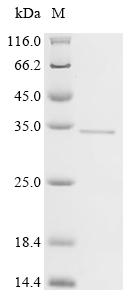 Recombinant Helicobacter pylori Glutamate racemase (murI)
