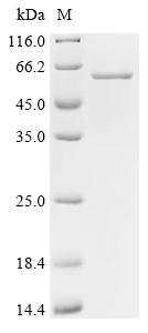 Recombinant Human Cytochrome P450 2J2 (CYP2J2)