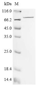 Recombinant Mouse Spermine oxidase (Smox)