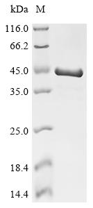 Recombinant Mouse Brain acid soluble protein 1 (Basp1)