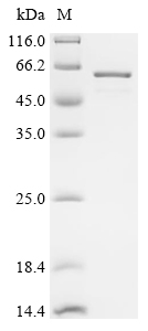 Recombinant Human Y-box-binding protein 1 (YBX1)