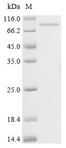 Recombinant Vaccinia virus Ankyrin repeat protein OPG025 (OPG035)