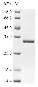 Recombinant Lumpy skin disease virus LSDV012 ankyrin repeat protein S78201 (LSDV012)