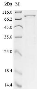 Recombinant Mouse Small conductance calcium-activated potassium channel protein 2 (Kcnn2), partial