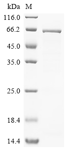 Recombinant Human Olfactomedin-like protein 1 (OLFML1)