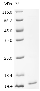 Recombinant Japanese encephalitis virus Envelope protein (E), Partial