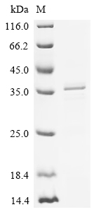 Recombinant Sus scrofa Platelet-derived growth factor subunit B