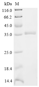 Recombinant Sus scrofa Platelet-derived growth factor subunit B