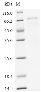 Recombinant Human Desmoglein-3 (DSG3), partial, Biotinylated