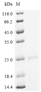 Recombinant Pig Fibroblast growth factor (FGF2), Partial