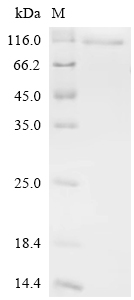 Recombinant Mouse Cold shock domain-containing protein E1 (Csde1)
