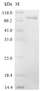 Recombinant Mouse CTP synthase 2 (Ctps2)