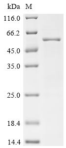 Recombinant Japanese encephalitis virus Envelope protein (E), Partial