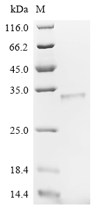 Recombinant Agrobacterium tumefaciens Single-strand DNA-binding protein (virE2), partial