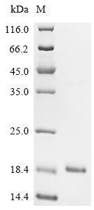 Recombinant Mouse Insulin-1 (Ins1)