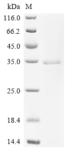 Recombinant Human Programmed cell death 1 ligand 1 (CD274) (K136A), partial