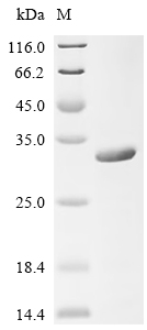 Recombinant Human CD40 ligand (CD40LG), partial