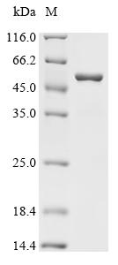 Recombinant Escherichia coli Peptide chain release factor 2 (prfB)