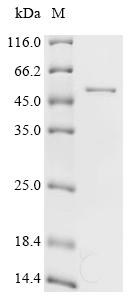 Recombinant Escherichia coli O6:H1 Elongation factor Tu (tufA)