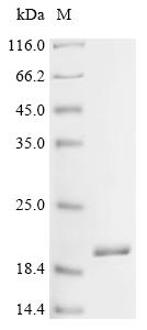 Recombinant Shigella flexneri Phospholipase A1 (pldA), partial