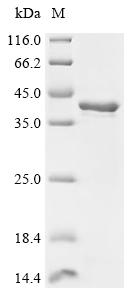 Recombinant Escherichia coli Fimbrial adhesin PapGI (papGI)