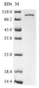 Recombinant Mouse Putative ATP-dependent RNA helicase Pl10 (D1Pas1)