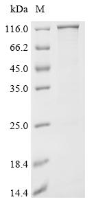 Recombinant Escherichia coli Cellulose synthase operon protein C (bcsC)