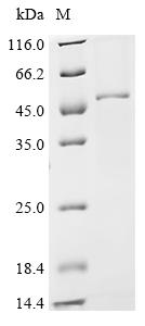 Recombinant Mouse Double-stranded RNA-specific adenosine deaminase (Adar), partial